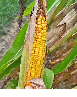 WHOLE CORN.png